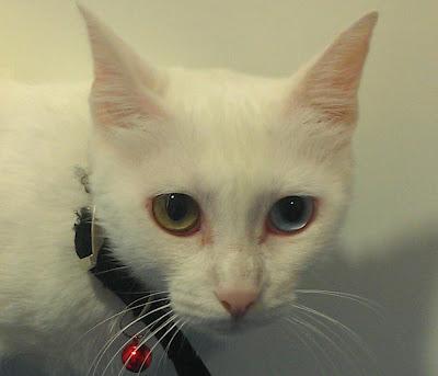 MANTEQUILLA, PRECIOSIDAD ABANDONADA, NECESITA ACOGIDA URGENTE O ADOPCIÓN!!!