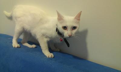 MANTEQUILLA, PRECIOSIDAD ABANDONADA, NECESITA ACOGIDA URGENTE O ADOPCIÓN!!!