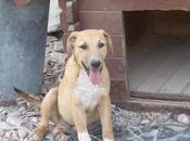 Rocco, cachorrón tirado valla Refugio Viento. (Murcia)‏