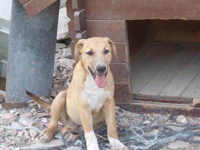 Rocco, cachorrón tirado por la valla Refugio del Viento. (Murcia)‏