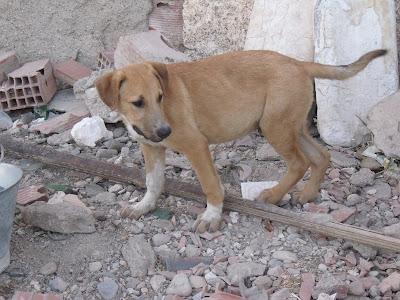 Rocco, cachorrón tirado por la valla Refugio del Viento. (Murcia)‏