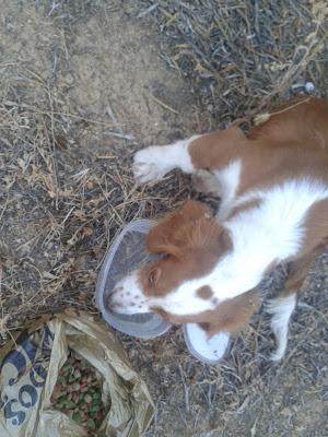 Cachorrita abandonada en el campo. (Sevilla)