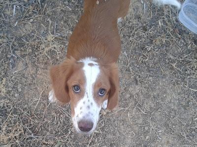 Cachorrita abandonada en el campo. (Sevilla)