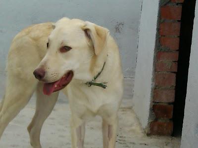 NECESITA FAMILIA URGENTE POR FAVOR AYUDA!! Precioso labrador crema 9 meses, en adopción.