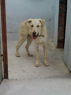 NECESITA FAMILIA URGENTE POR FAVOR AYUDA!! Precioso labrador crema 9 meses, en adopción.