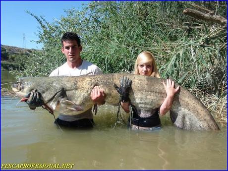 siluro 2 VACACIONES DE PESCA DE SILUROS