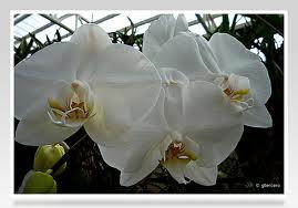 Orquidea Blanca-Carmen M Cañamero