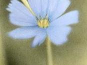 Flor silvestre