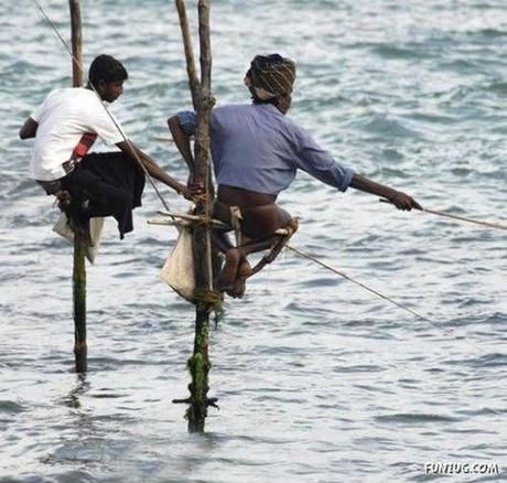 catrinastewart:

Stilt Fishing in Sri Lanka