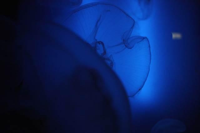 medusa-medusoide-aurelia aurita