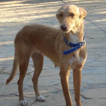 Foto: MARSHA  Marsha ha sido encontrada en el campo,abandonada en la zona de Alhaurin de la Torre.  Es joven,buena,muy cariñosa con las personas,busca constantemente afecto,no se siente agusto en el refugio....ojalá podamos encontrarle pronto un lugar en el que se sienta querida y agusto para siempre.  Raza: Mestiza Sexo: Hembra Tipo: Hembras en adopción.  Castrado: Si Edad: 01/10/2011  Peso: 18 kilos  Se entregan vacunados,desparasitados,esterilizados y con microchip. Contrato de adopción y posterior seguimiento.  Estamos en Alhaurin de la Torre (Málaga)  www.refugioparquedelduque.com www.facebook.com/refugioparquedelduque info@refugioparquedelduque.com Tlf: 639 038 064