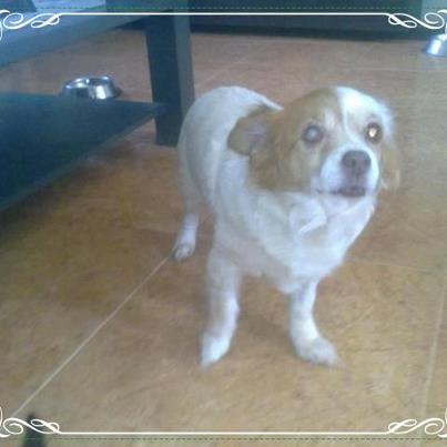 Foto: Guizma, el ángel que vive en el corazón  Nunca es fácil despedirse , no nunca lo es, aunque como alguien dijo , no se van, se mudan de manera permanente al corazón de los que los quisieron de verdad  Guizma se marchó con el equipaje bien lleno de amor, caricias, mimos y besos , me consta que estos últimos meses no ha podido ser mas feliz ,  Sé que es duro no llorar … pero ella no querrá verte triste , ha sido una perra muy afortunada de tener una familia como la vuestra  y se que intentará desde tu corazón , que bien grande lo tienes ayudarte a que pronto la recuerdes con una sonrisa  Prometeme que lo intentaras