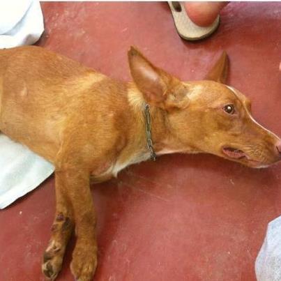 Foto: NINFA, CONVALECIENTE DE SU OPERACIÓN DE CADERA SE QUEDA SIN ACOGIDA !!!!  A NINFA la han operado YA de sus varias fracturas de cadera, pero su casa de acogida no puede tenerla por más tiempo porque NINFA ha entrado en celo y esta persona tiene un macho sin castrar.  Creemos que una jaula no es el mejor sitio para recuperarse de su operación por eso os pedimos por favor un huequesito para NINFA.   ES MUY BUENA Y PEQUEÑITA. NO DA RUIDO NINGUNO.   POR FAVOR, ALGO PARA NINFA.  Contacto:  EstrellaArcadeNoe@yahoo.es   TF. 633685244   (si no coje el tf. por motivos de trabajo dejarle un wasap o un sms en el móvil. Contestará lo antes posible).