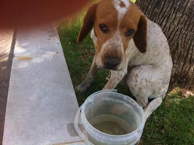 Muy urgente, una casa para este pobre o volverá donde lo encontraron esta mañana. (Córdoba)