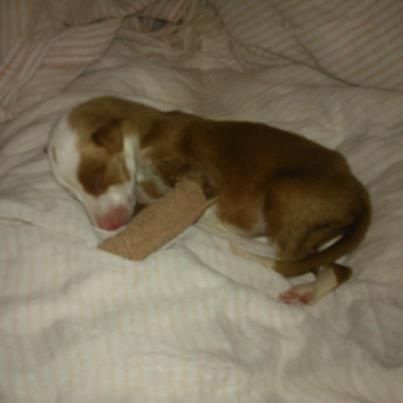 Foto: Otra victima mas de los PUTOS CAZADORES....este bebe fue encontrado por una compañera (Raquel) junto a su mama ( la mama en un estado de dejadez extremo, esqueletica, sangrando, con una piometra impresionante, maltratada, entre sus excrementos, con los bebes ahi tirados y pisoteada por mas podencos en un cobertizo donde este señor por decirle de alguna manera cria a su antojo para cazar y en estas deporables condiciones y para que decir mas....esta ingresada y recien operada de urgencia...el cazador queria sacrificarla y al bebe tb pq dice que no valen para nada...)algunos bebes murieron,,, no me extraña..y este pobre pequeñin esta luchando x su vida, estaba en un estado de extrema delgadez, desnutrido, sin poder succionar por si mismo, con la patita encangrenada,,,,bueno ya lo estais viendo vosotros mismos...raquel esta desviviendose por sacarlo adelante, el quiere vivir...y de hecho, esta mejorando...lleva tratamiento para su patita y ha sido visto por veterinario, dice que no va a perder la patita, asi que si todo va bien, este bebe sera todo un hombrecito en poco tiempo!! difundir a este campeon, se lo merece!!!  *MACHO PODENCO PURO TAMAÑO MEDIANO DE ADULTO. *SE ENCUENTRA EN MURCIA PERO SE ENVIARIA A OTRAS PROVINCIAS MEDIANTE TRANSPORTE ANIMALISTA. *SE DARA EN ADOPCION CUANDO SE RECUPERE, SOBRE LOS DOS MESES DE EDAD, CON PRE Y SEGUIMIENTO, CONTRATO DE ADOPCION, VACUNAS AL DIA, CHIP, DESPARASITADO EXTERNA E INTERNAMENTE Y CON COMPROMISO DE CASTRACION, LOS GASTOS LOS CUBRIRIA EL ADOPTANTE.  NO VOY A DECIR LO QUE PIENSO DE LOS CAZADORES PQ ME QUEDO SOLA HABLANDO DE ELLOS....ASI QUE ESPERO QUE NINGUNO DE ELLOS ESCRIBA PARA PEDIRME A ESTE BEBE!! PQ SE LO VOY A EXPLICAR PERO BIEN!!!  contacto: gloria81_poveda@hotmail.com  669136267