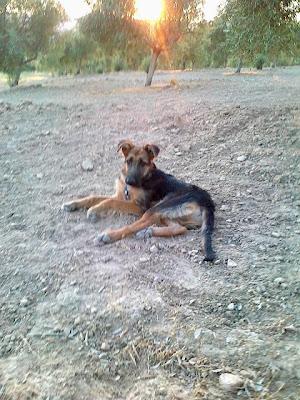 Trapo, precioso cachorrón cruce-pastor alemán recién abandonado por un feriante. Arca de Noé Córdoba