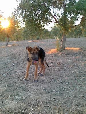 Trapo, precioso cachorrón cruce-pastor alemán recién abandonado por un feriante. Arca de Noé Córdoba