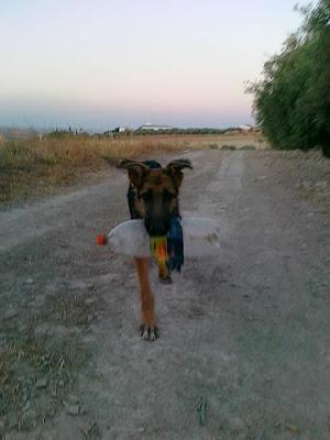 Trapo, precioso cachorrón cruce-pastor alemán recién abandonado por un feriante. Arca de Noé Córdoba