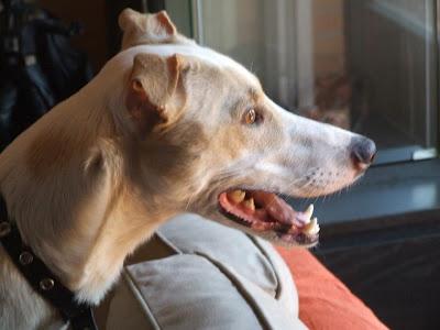 Perro Abandonado en Vallecas (MADRID). No podemos tenerlo. MUY URGENTE!!