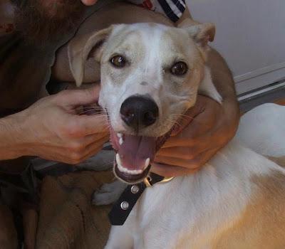 Perro Abandonado en Vallecas (MADRID). No podemos tenerlo. MUY URGENTE!!