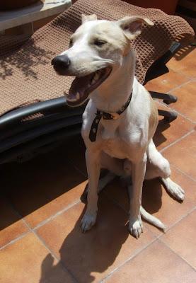 Perro Abandonado en Vallecas (MADRID). No podemos tenerlo. MUY URGENTE!!