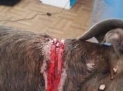 Novedades sobre galgo ahorcado atropellado Ecija (Sevilla) ARCHIVAN DENUNCIA CONTRA GALGUERO.