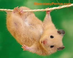 fotos roedores hamster