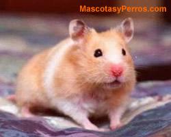 fotos roedores hamster