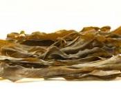 algas comestibles tienen multitud propiedades beneficiosas para salud