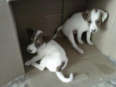 Dos cachorritos abandonados en una CAJA PRECINTADA. (Córdoba). ACOGIDA O ADOPCIÓN URGENTE.