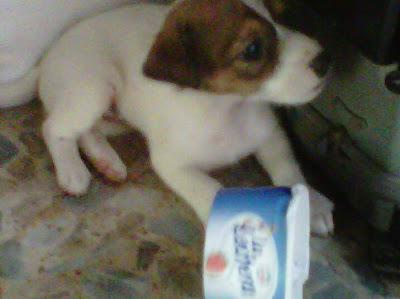 Dos cachorritos abandonados en una CAJA PRECINTADA. (Córdoba). ACOGIDA O ADOPCIÓN URGENTE.