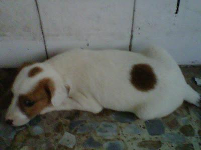 Dos cachorritos abandonados en una CAJA PRECINTADA. (Córdoba). ACOGIDA O ADOPCIÓN URGENTE.