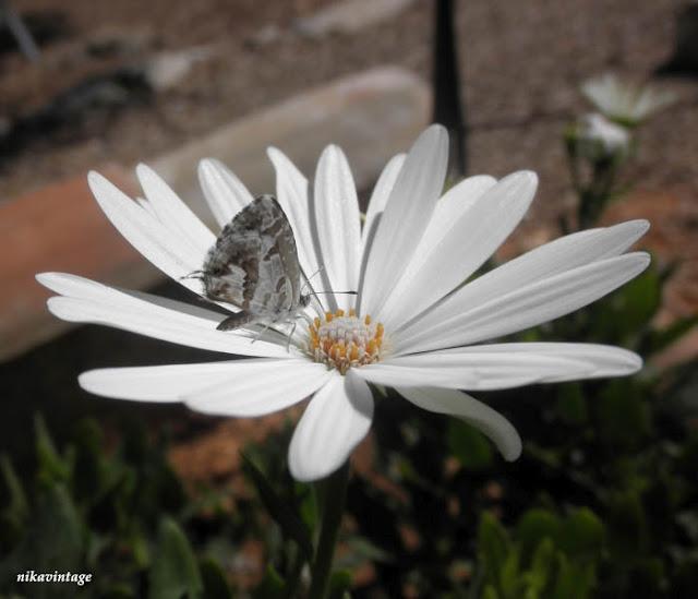 Mariposa camaleonica