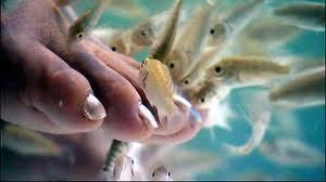 Pasivo tú, pasivo yo