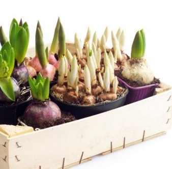 Secretos para cultivar plantas de bulbo