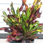 Croto Tornillo,  ayer me regalaron unos esquejes de esta planta y es hermosa