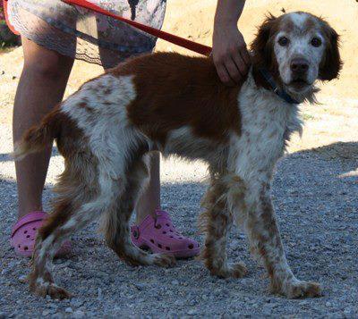 Foto: ACOGIDA URGENTE NO DEJES QUE MUERA EN LA PROTE ANIMALS SENSE SOSTRE VALLIRANA  RASPA ES UN PERRO ENFERMO QUE ESTA EN LA JAULA DE UNA PROTECTORA . ESTAMOS DESESPERADOS POR BUSCARLE CASA DE ACOGIDA PARA EL RESTO DE SU VIDA. TIENE CANCER Y LEISMANIA Y NO SABEMOS CUANTO VIVIRA LO QUE SI TENEMOS CLARO ES QUE NO QUEREMOS QUE PASE EL RESTO DE SUS DIAS EN LA PROTECTORA.  ESTAS INTERESADO EN ACOGER A RASTA ??? LA PROTECTORA SE HARA CARGO DE LOS GASTOS . SOLO ACOGIDAS EN CATALUNYA.INTERESADOS ESCRIBIR A electra_aixa@hotmail.com o llamar al 663415428