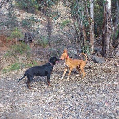 Foto: Olaf en posición de juego!!!! Este guapísimo podenco, ya totalmente recuperado, fue castrado ayer; si quieres poner en tu vida a un ser amable y cariñoso, sociable y encantador, pregúntanos por Olaf!!!!!