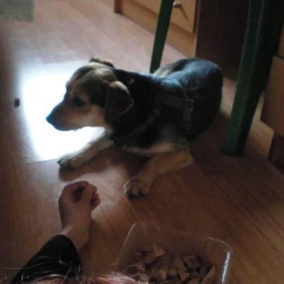 Foto: PERRITA PERDIDA EN MOSTOLES, COLOR NEGRO Y MARRON. PELO DURO, UNOS 7 KILOS. TAMAÑO PEQUEÑO. SIN RABITO LLEVA 2 CORREAS,PORQUE NO SE DEJA COGER ATIENDE POR EL NOMBRE DE FLECHA AUNQUE ES MUY ASUSTADIZA   POR FAVOR SI LA VEN O LA PUEDEN SEGUIR O COGER ROGAMOS NOS LLAMEN A  RAKEL 670 645 823 O ZULEMA 639 779 849