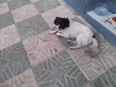 Perro pequeñito, su dueño ha fallecido y se encuentra solito en la calle. MUY URGENTE (SEVILLA)