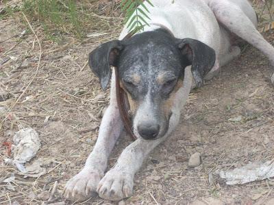 MUY URGENTE!! PERRITA ATADA DESCAMPADO. ALCAUDETE (JAÉN)