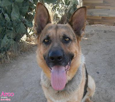 ARCO, LO LLEVAN A LA PERRERA... NO DEJEMOS QUE SUCEDA. (CÓRDOBA)