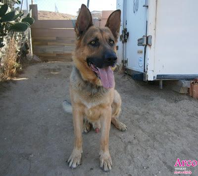 ARCO, LO LLEVAN A LA PERRERA... NO DEJEMOS QUE SUCEDA. (CÓRDOBA)