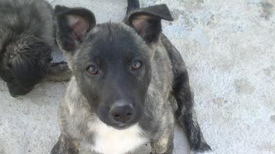 GUSTAVO, OTRO DE NUESTROS PATITOS FEOS!! JÓDAR (JAÉN)‏