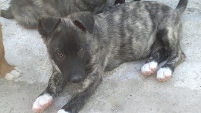 GUSTAVO, OTRO DE NUESTROS PATITOS FEOS!! JÓDAR (JAÉN)‏