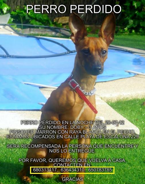 MI PERRO SE HA PERDIDO. SE DARÁ RECOMPENSA A QUIEN ME LO DEVUELVA. POR FAVOR...Sus dueños están desconsolados!!