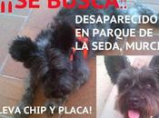 Perro perdido parque seda‏. (Murcia)