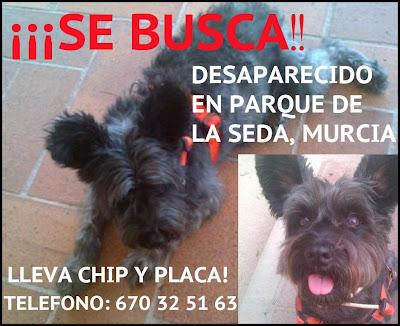 Perro perdido por el parque de la seda‏. (Murcia)