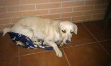 Blanquito en la calle lo quieren envenenar, ya lo han intentado ¡acogida, adopcion o madrina para llevarlo a una residencia!!! URGENTE!!