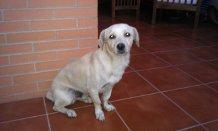 Blanquito en la calle lo quieren envenenar, ya lo han intentado ¡acogida, adopcion o madrina para llevarlo a una residencia!!! URGENTE!!